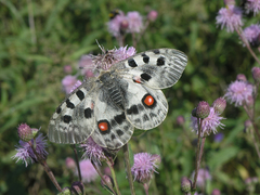 Parnassius apollo