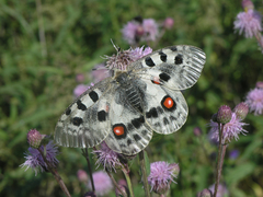 Parnassius apollo