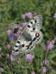 Parnassius apollo