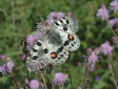 Parnassius apollo