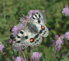 Parnassius apollo