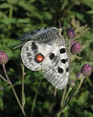 Parnassius apollo