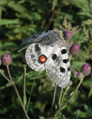 Parnassius apollo