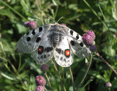 Parnassius apollo