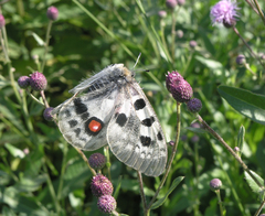 Parnassius apollo