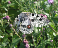 Parnassius apollo