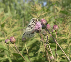 Parnassius apollo