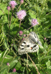 Parnassius apollo