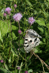 Parnassius apollo