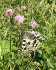Parnassius apollo