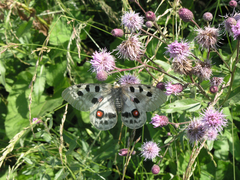 Parnassius apollo