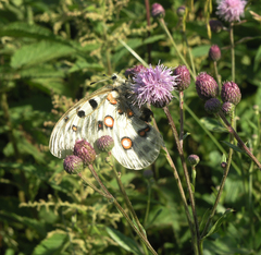 Parnassius apollo