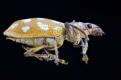 Naupactus bellus