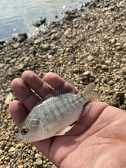 Oreochromis aureus