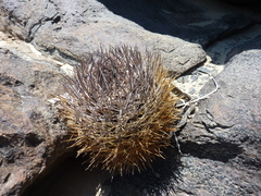 Eriosyce confinis