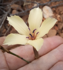 Dianthus caespitosus