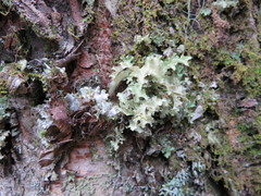 Nephromopsis laureri