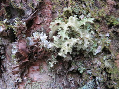 Nephromopsis laureri