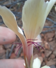 Dianthus caespitosus