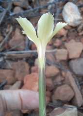Dianthus caespitosus