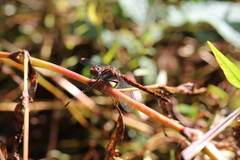 Sympetrum nigrifemur