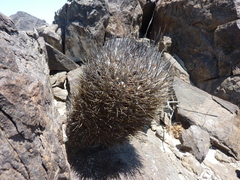Eriosyce confinis
