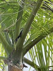 Coccyzus longirostris