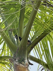 Coccyzus longirostris