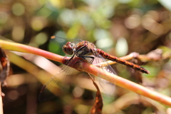 Sympetrum nigrifemur