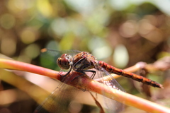 Sympetrum nigrifemur