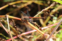 Sympetrum nigrifemur