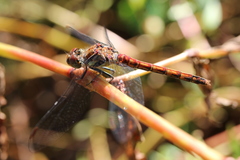 Sympetrum nigrifemur