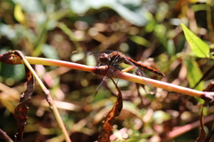 Sympetrum nigrifemur