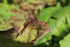 Sympetrum nigrifemur