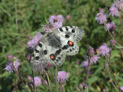 Cirsium arvense