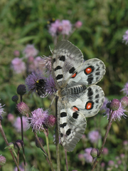 Cirsium arvense