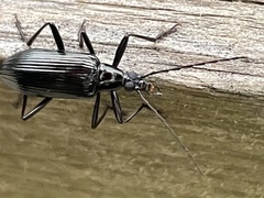 Tanychilus