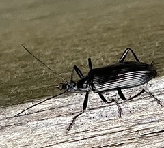 Tanychilus