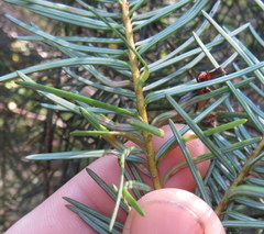 Contarinia pseudotsugae