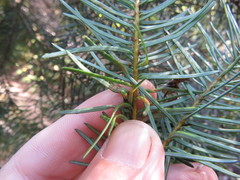 Contarinia pseudotsugae