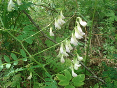 Vicia sylvatica