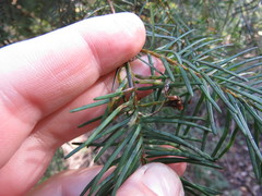 Contarinia pseudotsugae