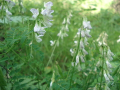 Vicia sylvatica