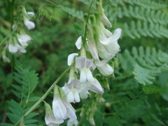 Vicia sylvatica
