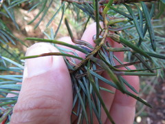 Contarinia pseudotsugae
