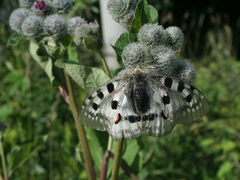 Arctium tomentosum