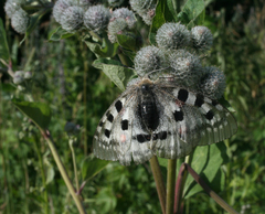 Arctium tomentosum