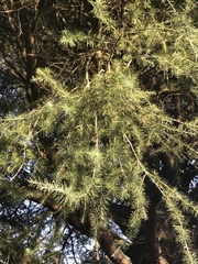 Cedrus atlantica