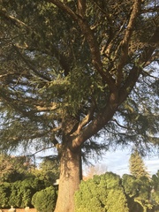 Cedrus atlantica