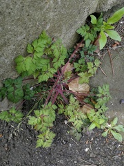 Geranium robertianum